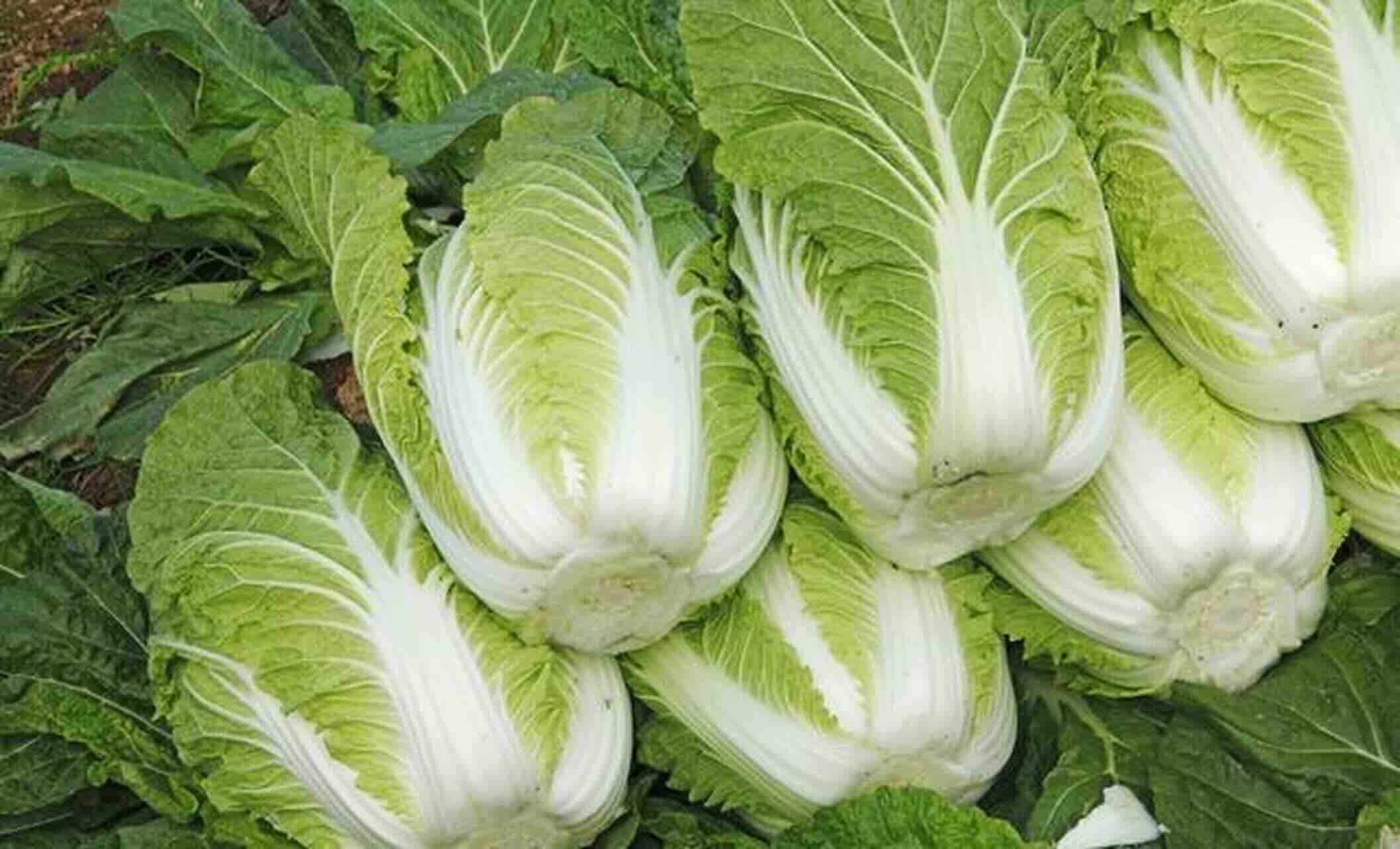 北京新发地：涉事“甲醛白菜”未流入